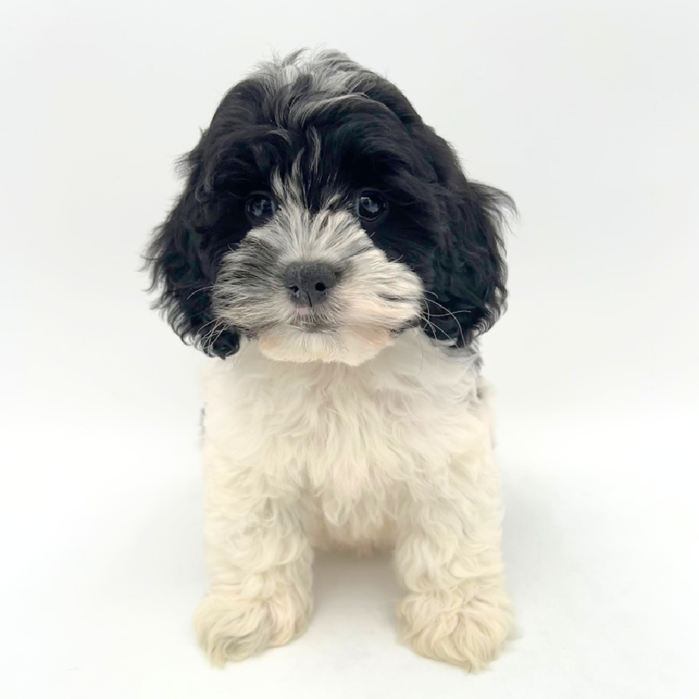 carousel pet images