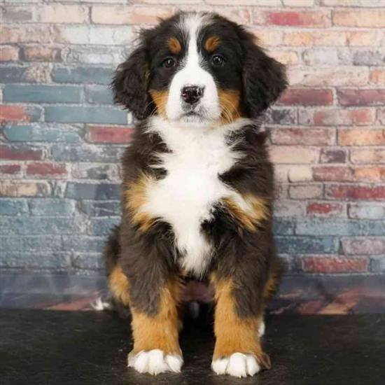 Bernese Mountain Dog
