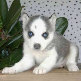 Siberian Husky