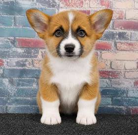 Pembroke Welsh Corgi
