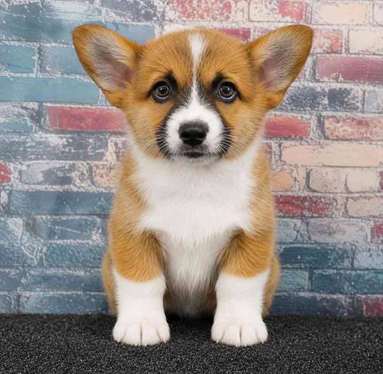 Pembroke Welsh Corgi