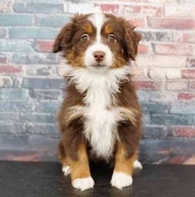 Mini Australian Shepherd