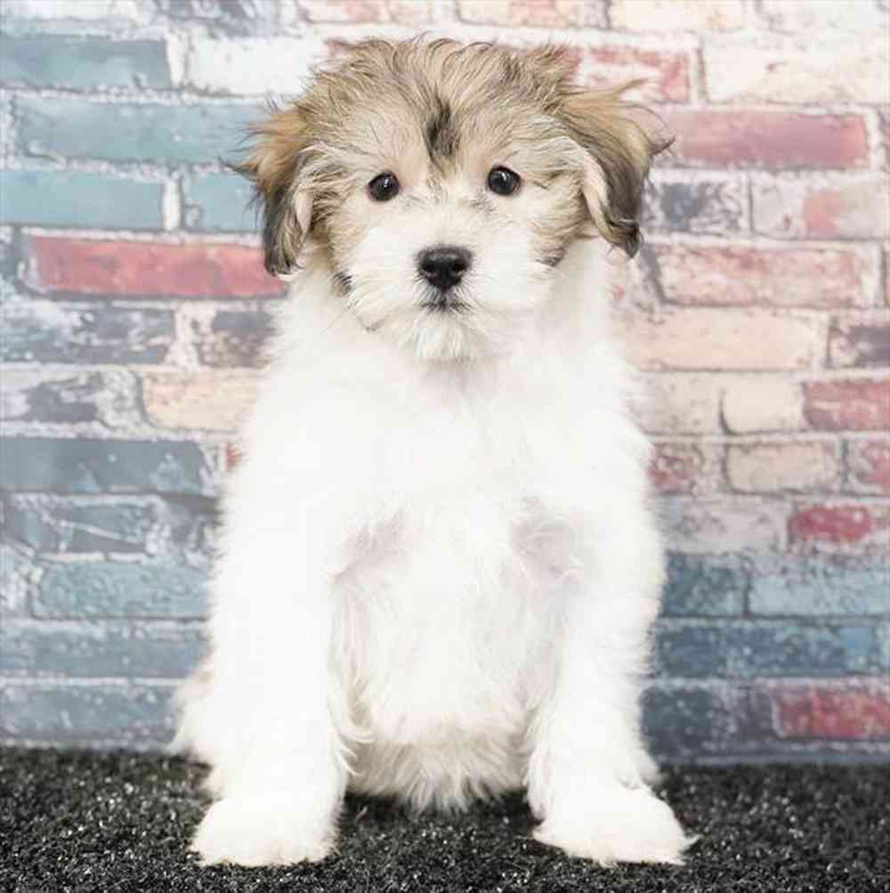 Image of a pet breed in the gallery