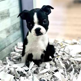 Boston Terrier