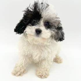 Poodle