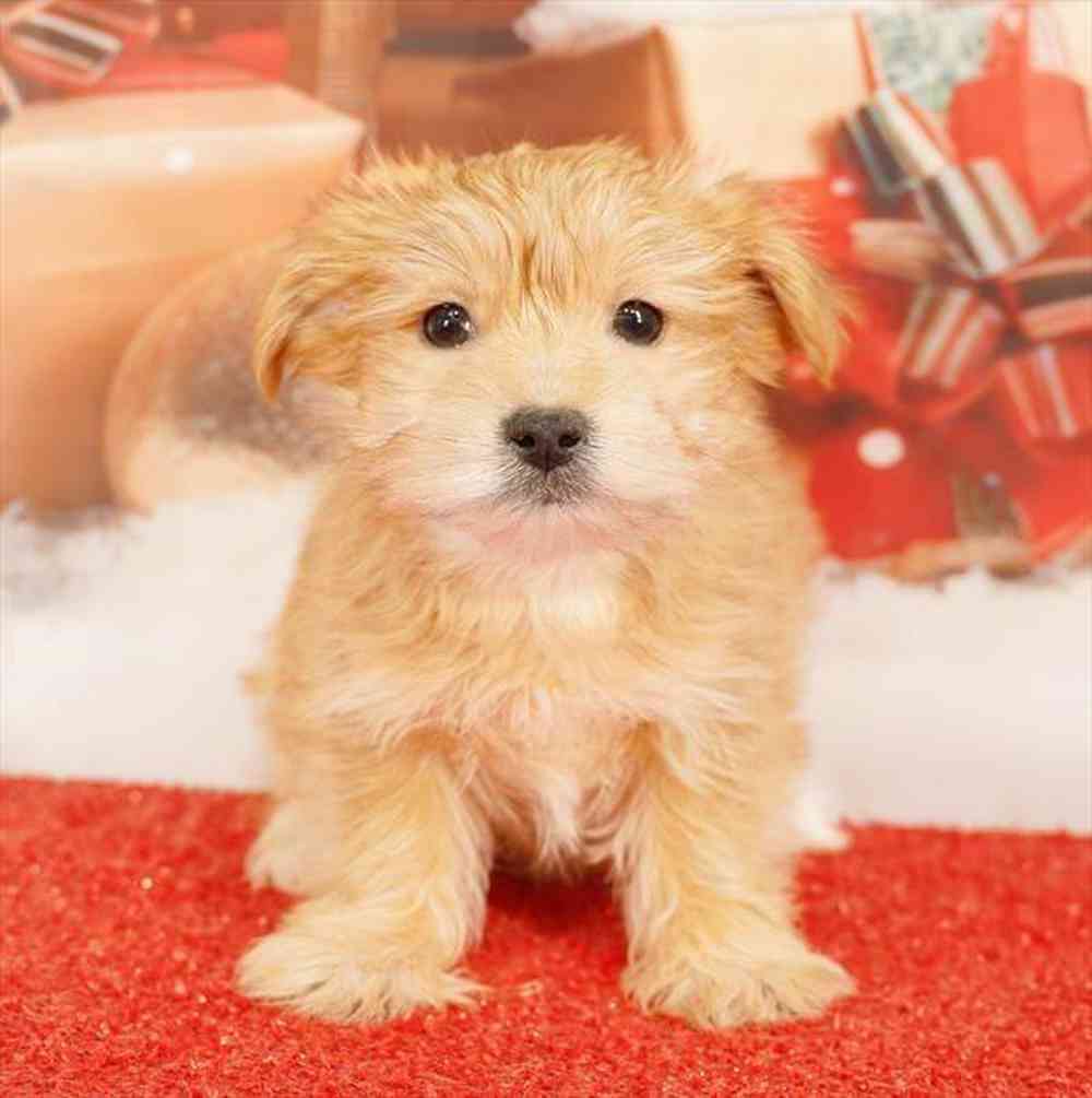 Image of a pet breed in the gallery