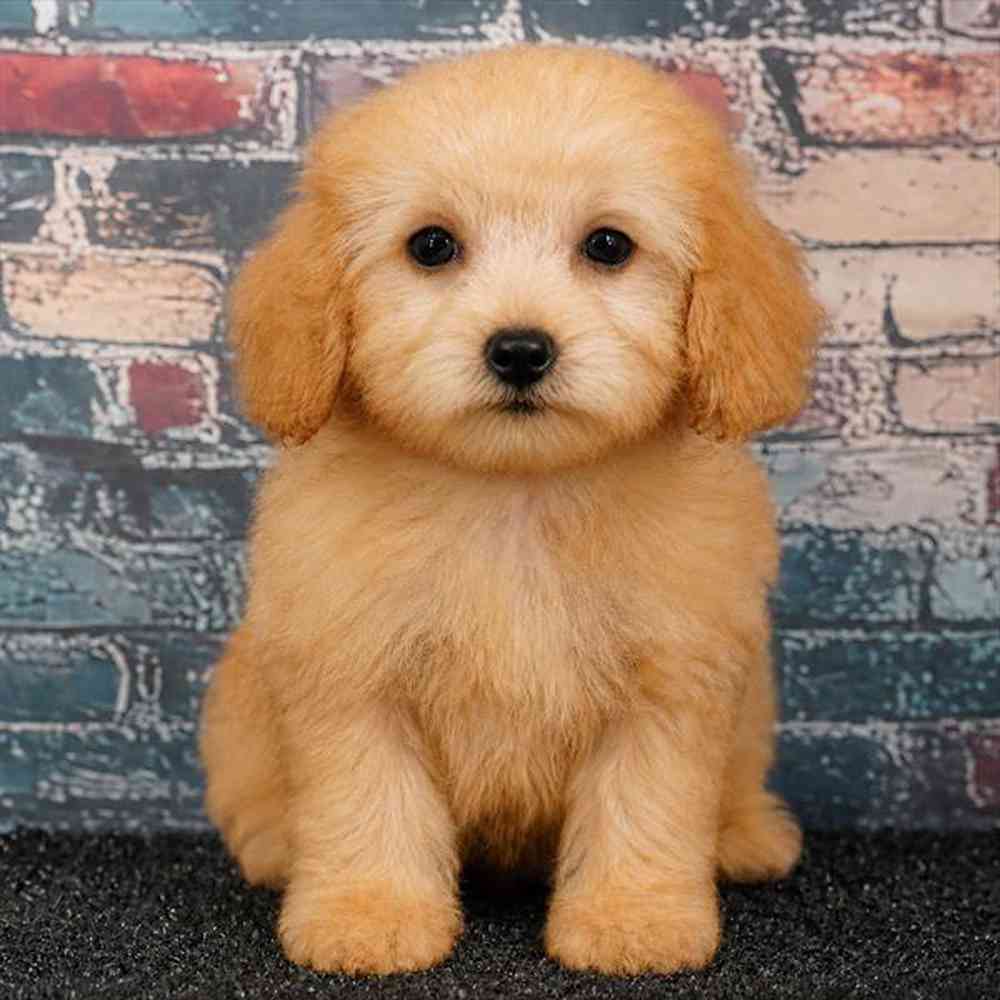 Image of a pet breed in the gallery