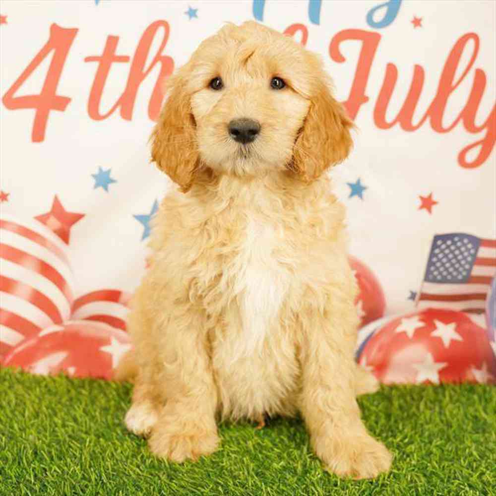pet breed image