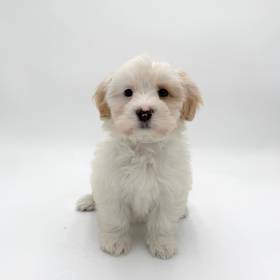 Havanese