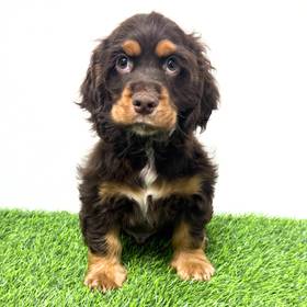 Cocker Spaniel