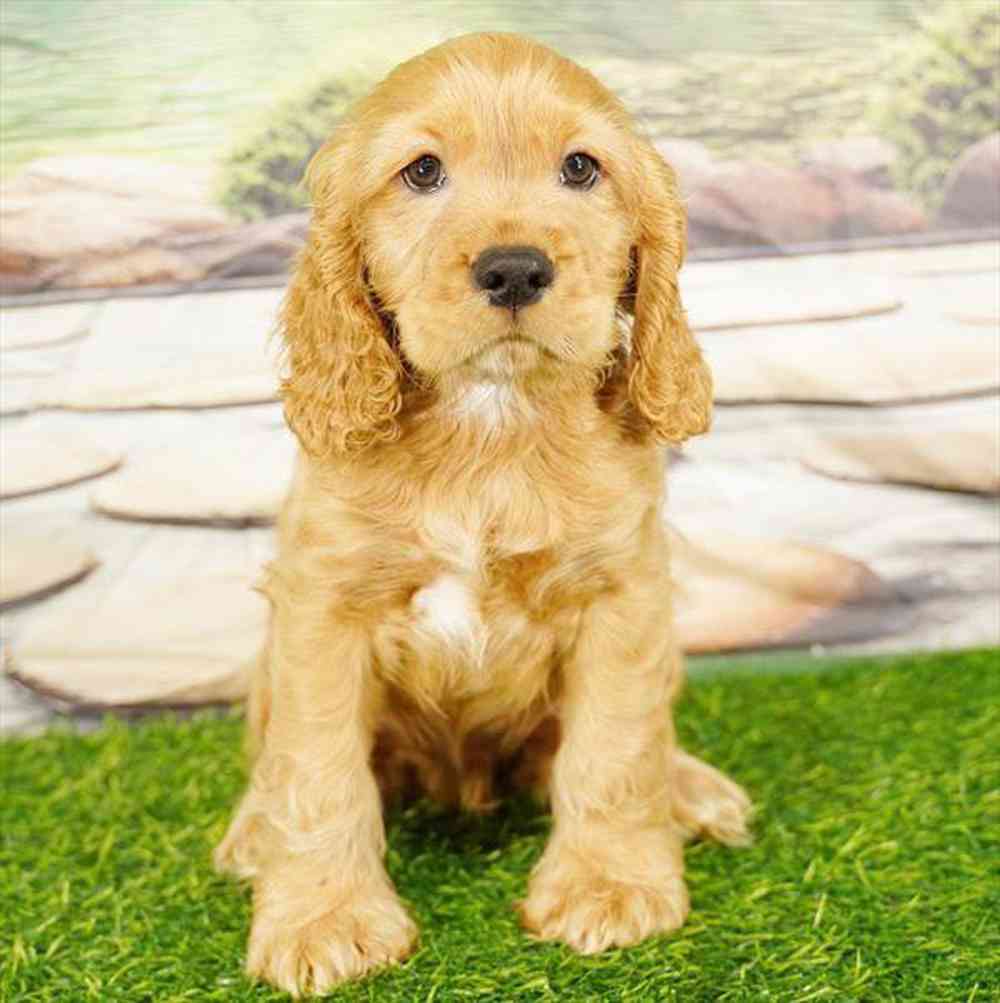 Image of a pet breed in the gallery