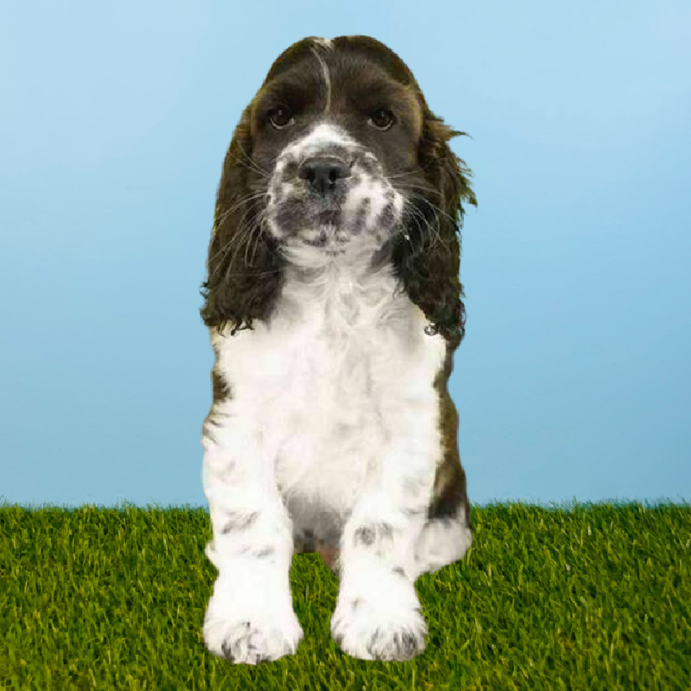 Male Cocker Spaniel Puppy for Sale in Pasadena, TX