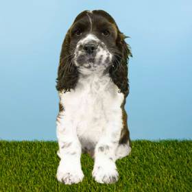 Cocker Spaniel