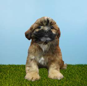 Lhasa Apso