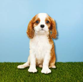 Cavalier King Charles Spaniel