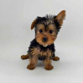 Yorkie