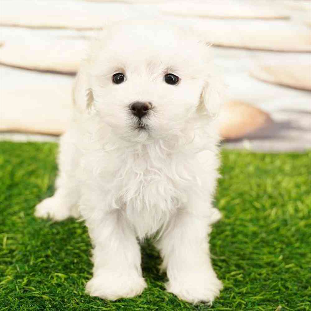 pet breed image
