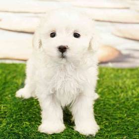 Maltese
