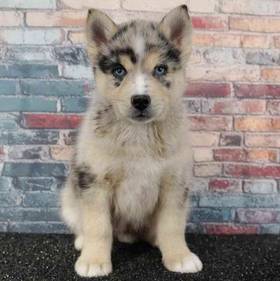 Pomsky