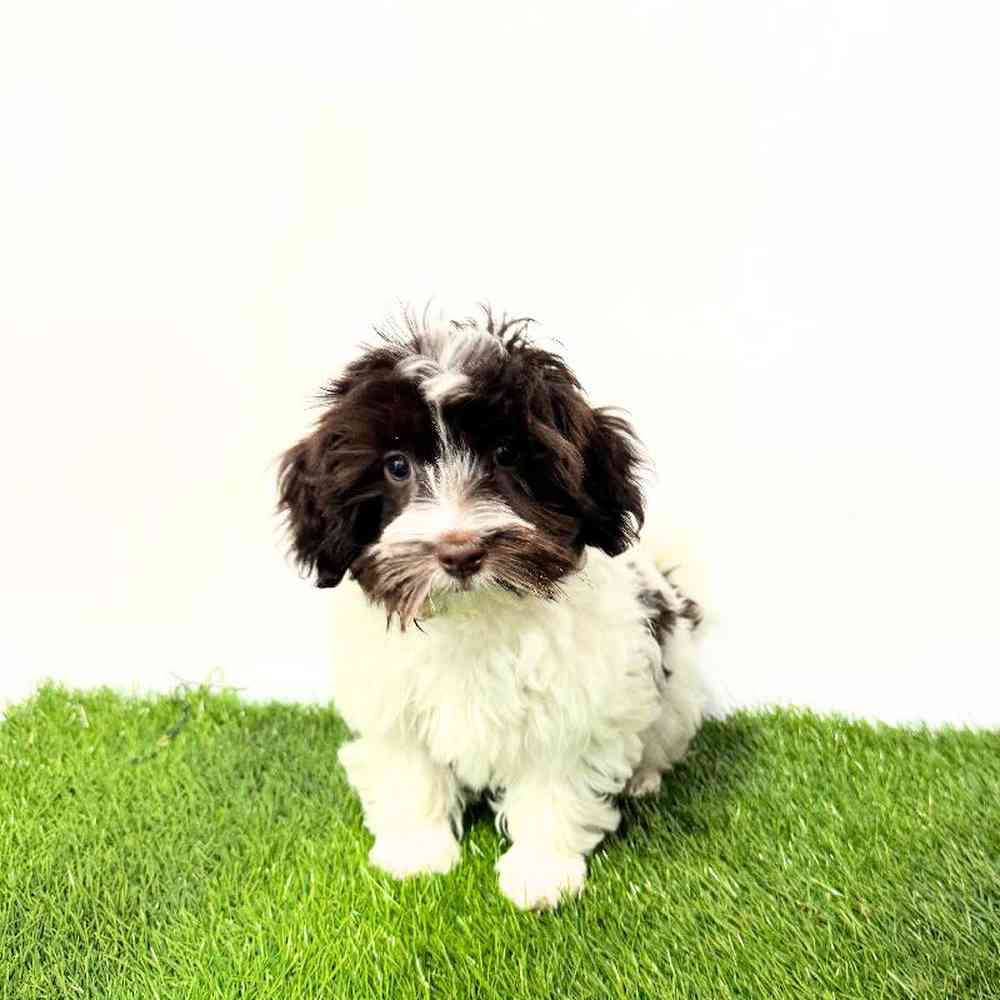 Image of a pet breed in the gallery