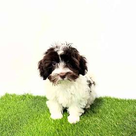 Havanese