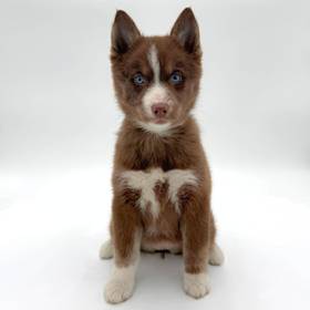 Pomsky