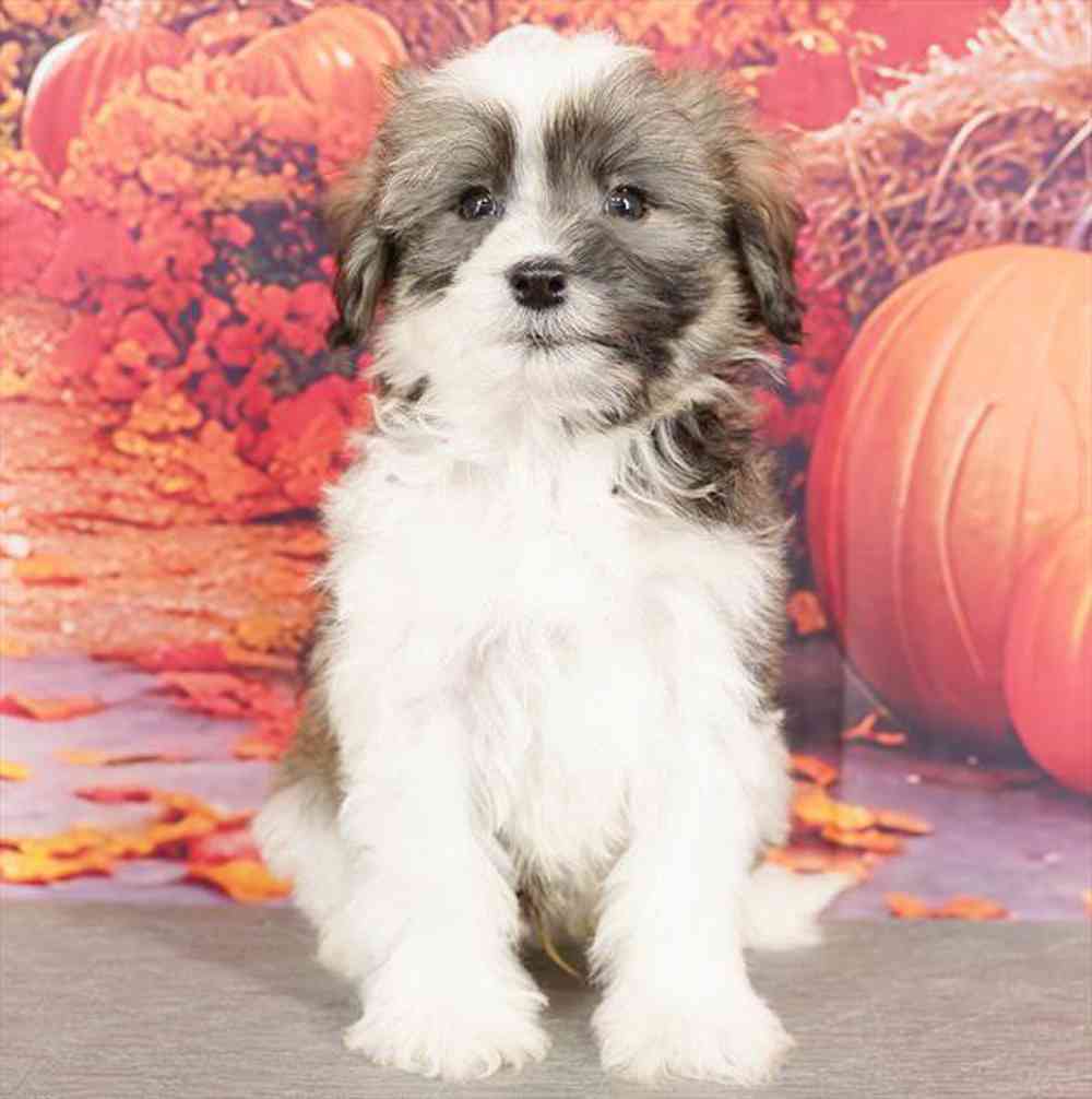 pet breed image