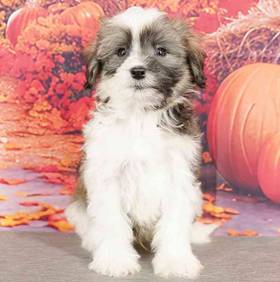 Havanese