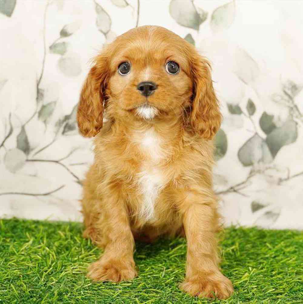 pet breed image