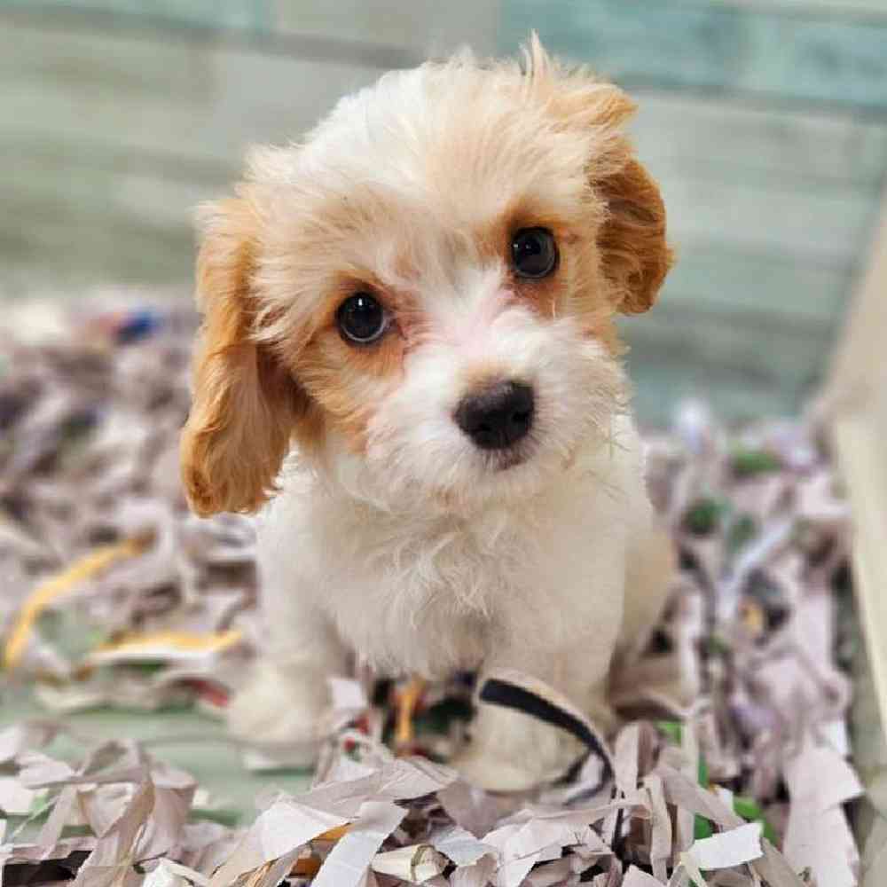 carousel pet images