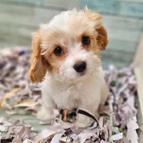 Maltipoo