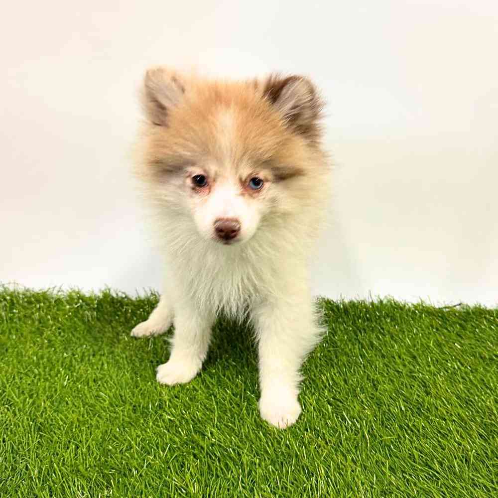 Image of a pet breed in the gallery