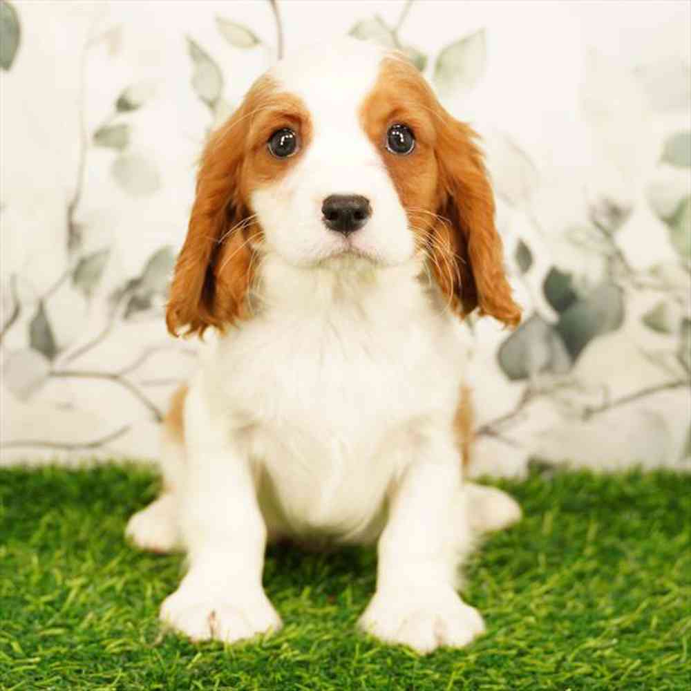 pet breed image