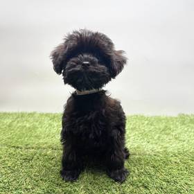 Yorkie-Poo