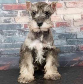 Mini Schnauzer
