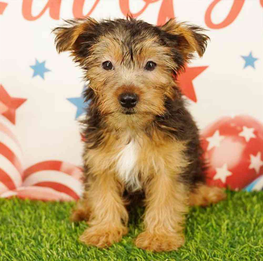 pet breed image