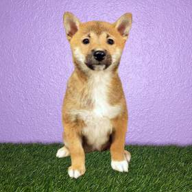 Shiba Inu