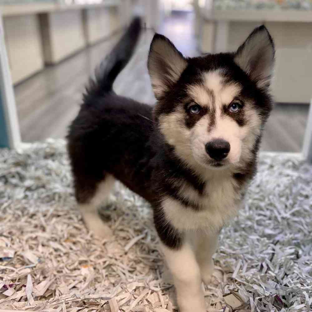 carousel pet images