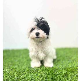 Havanese