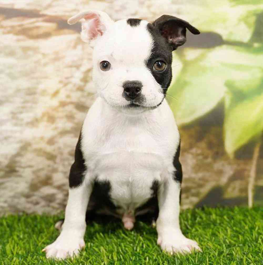 Image of a pet breed in the gallery