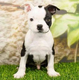 Boston Terrier