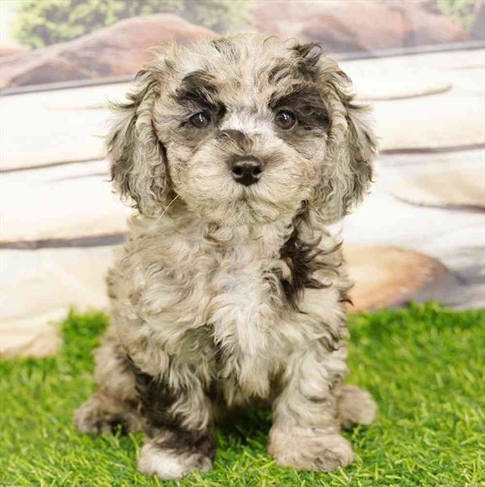 Image of a pet breed in the gallery