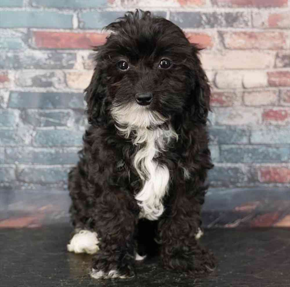 Image of a pet breed in the gallery