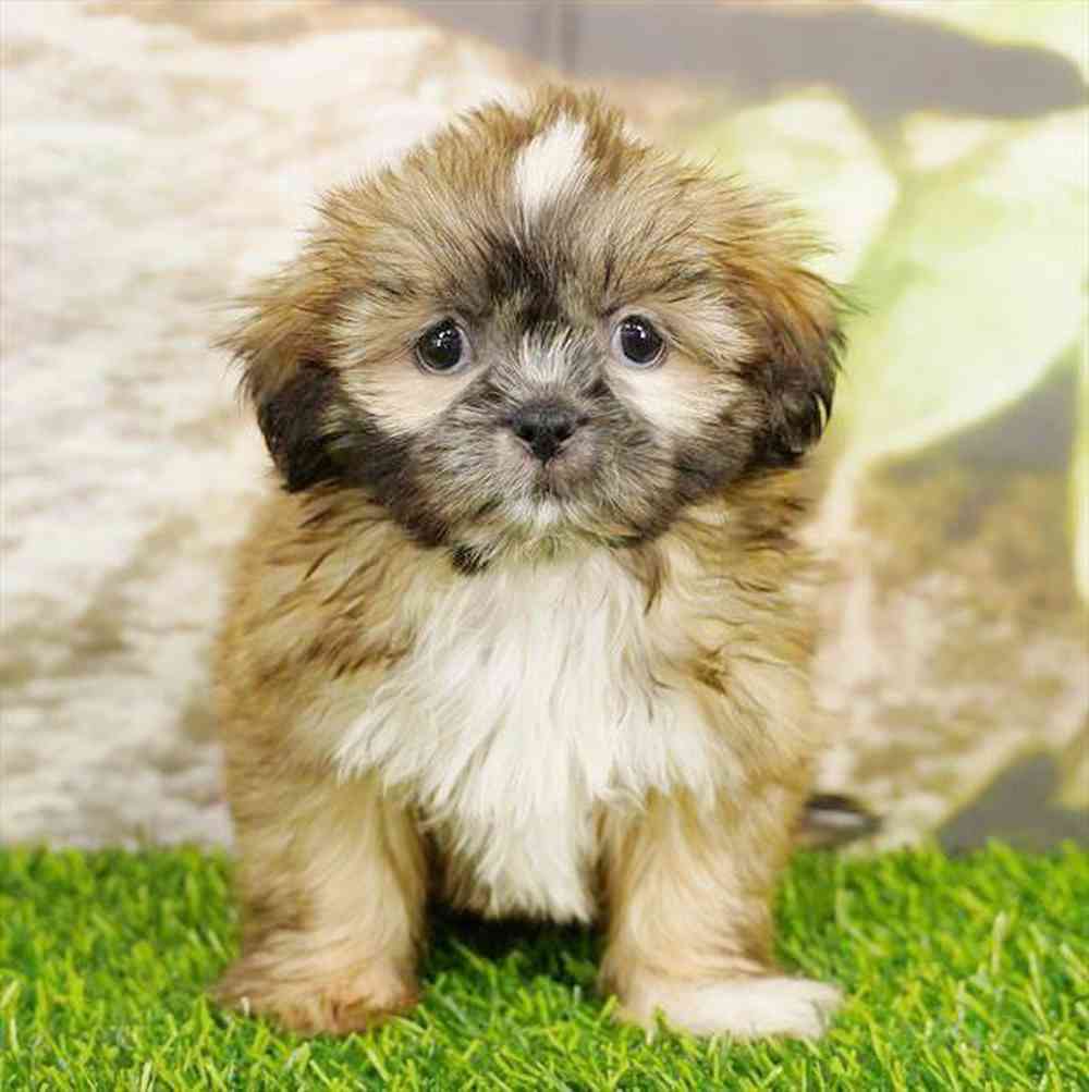 pet breed image