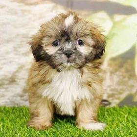 Shih Tzu