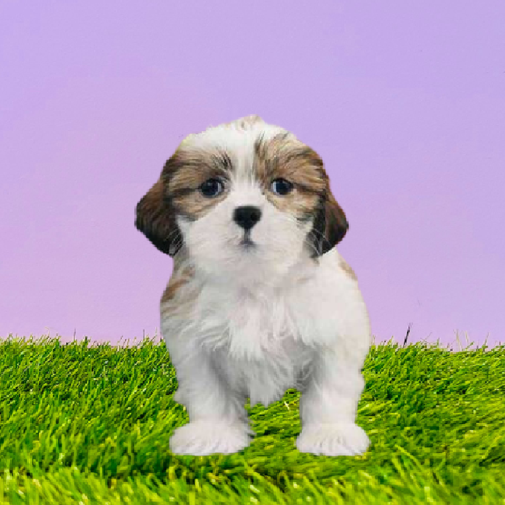 carousel pet images