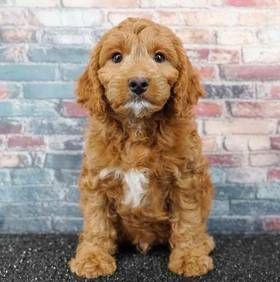 Cavapoo