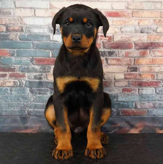 Rottweiler