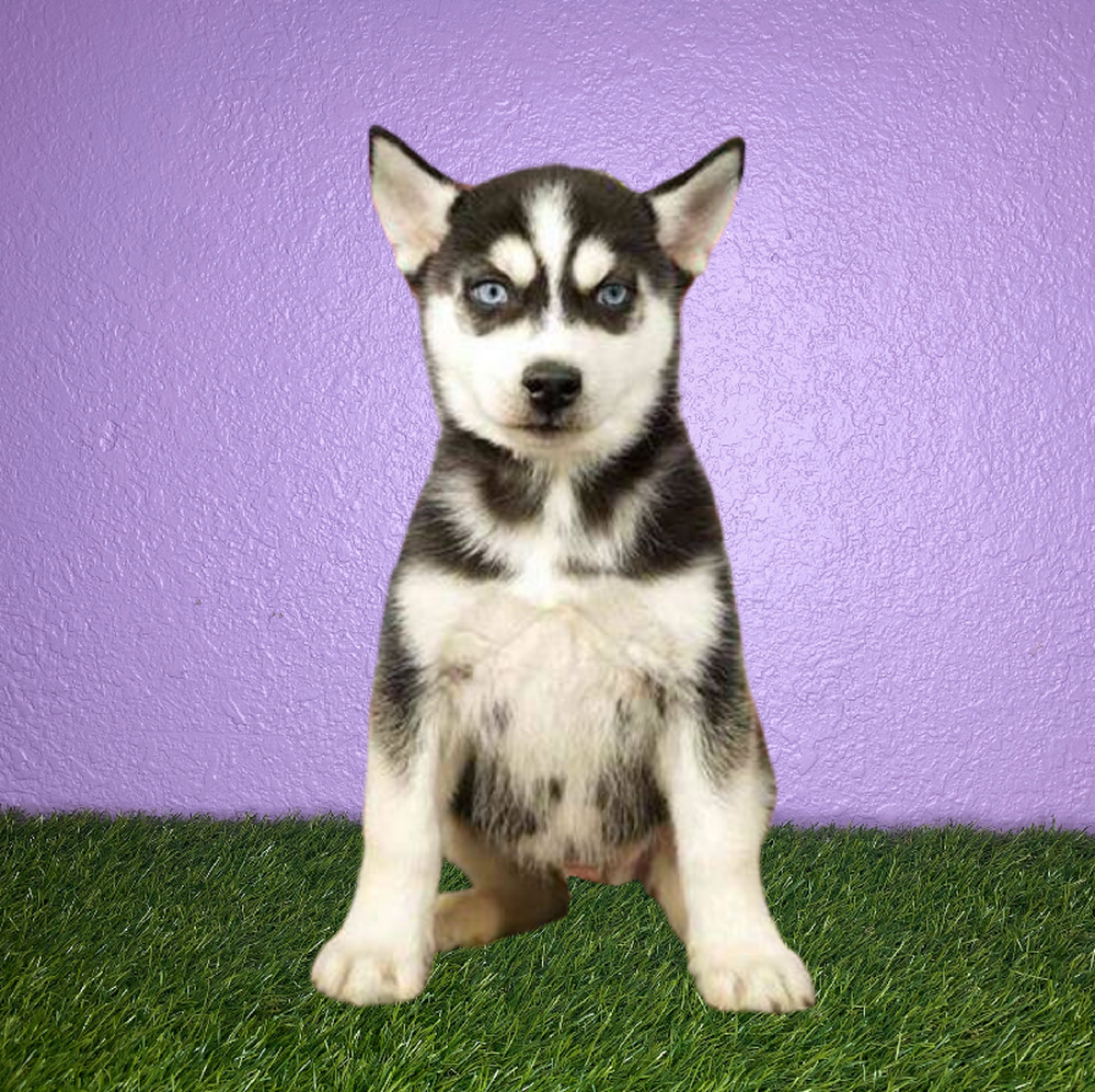 Male Siberian Husky Puppy for Sale in New Braunfels, TX