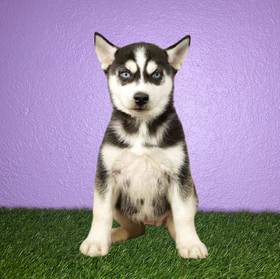 Siberian Husky